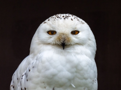 Sneeuwuil - De Zonnegloed - Dierenpark - Dieren opvangcentrum - Sanctuary